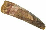 Fossil Spinosaurus Tooth - Real Dinosaur Tooth #311777-1